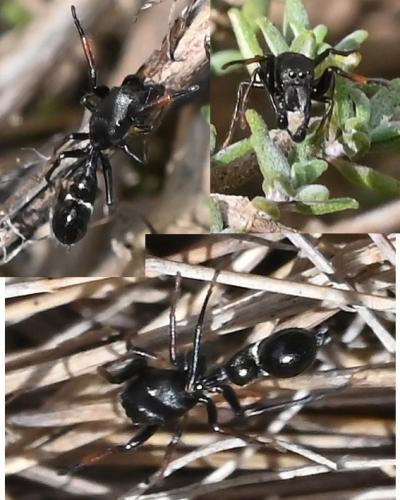 Réf. 349 552 : Leptorchestes sp.